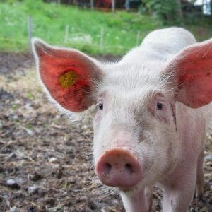 An inquisitive young pig explores the farm, surrounded by greenery and open space, showcasing rural life.